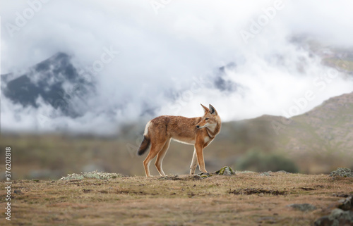 Rare and endangered Ethiopian wolf standing in the highlands of Bale mountains photo