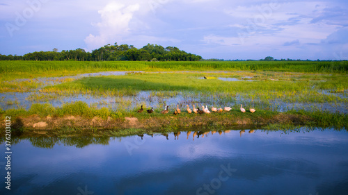 A Beautiful Image of the natural village fields landscape of Bengal. Rows and rows of ducks in the blue water in the middle of the green.