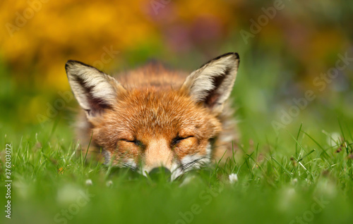 Red fox sleeping on grass in a garden
