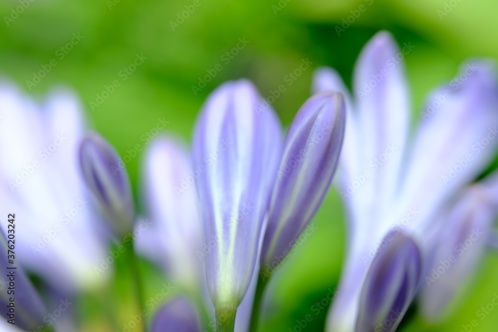 spring crocus flowers spring crocus flowers