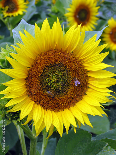 Sonnenblume, Oelpflanze. Helianthus annuus, Frankreich, Europa, 