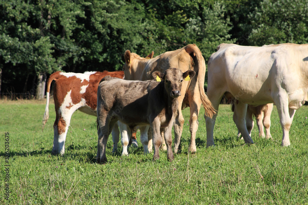 Deutsches Braunvieh auf einer Gebirgswiese in Thueringen, Kleinschmalkalden, Thueringen, Deutschland, Europa