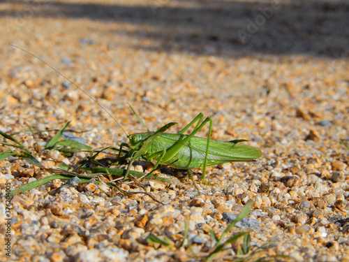 green grasshopper on a ground