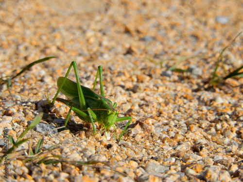 green grasshopper on a ground