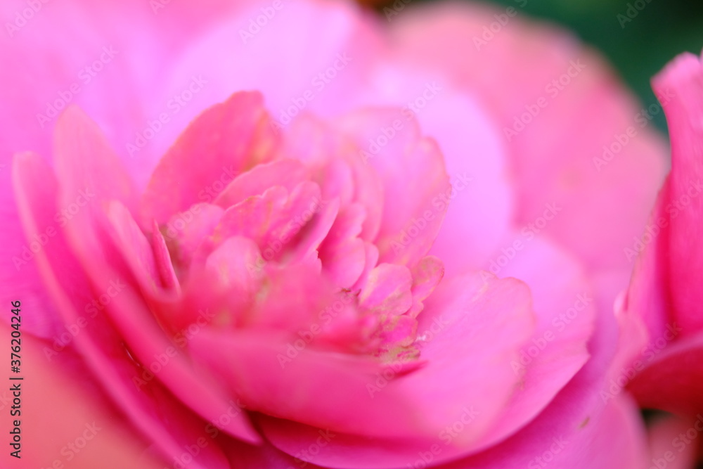 Obraz premium blurry close up pink flower wallpaper background macro flower