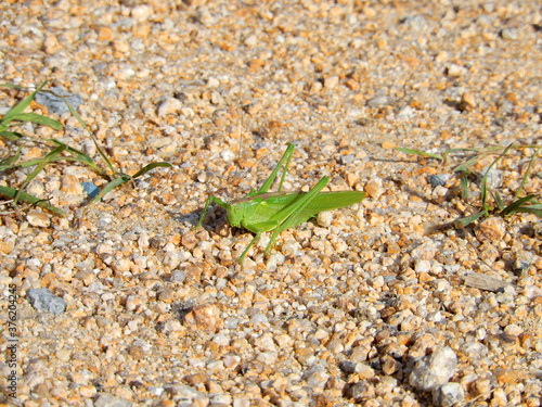 green grasshopper on a ground