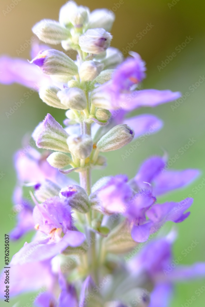 beautiful blue flower wallpaper background, macro flower and blurred beautiful blue flower wallpaper background, macro flower and blurred