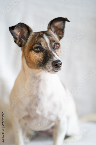 Brown, black and white older Jack Russell Terrier on a chair , half body