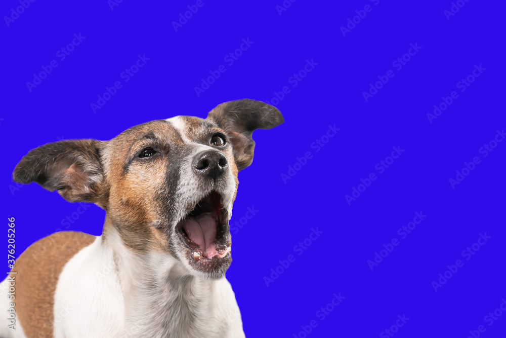 Funny Jack Russell Terrier seems to be screaming with the mouth wide open. Dog head against a blue background, copy-space