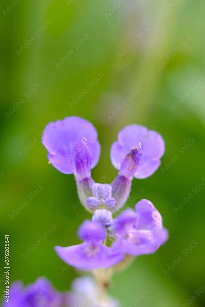 beautiful blue flower wallpaper background, macro flower and blurred
