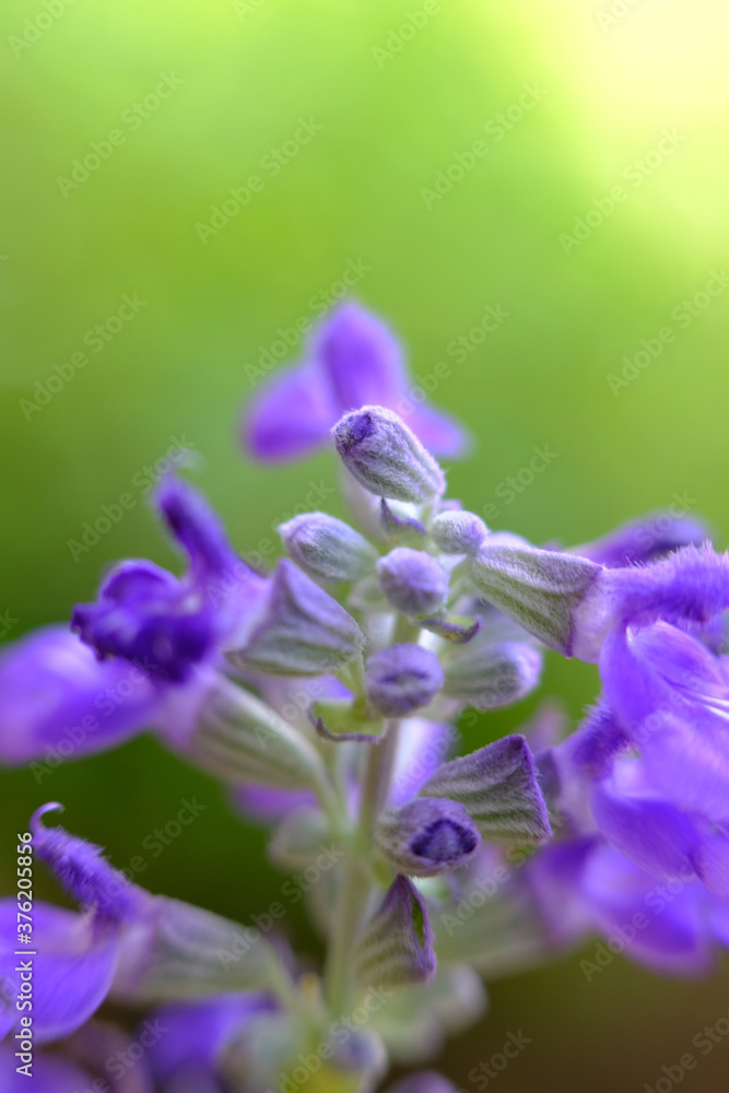 blue flower closeup blue flower closeup