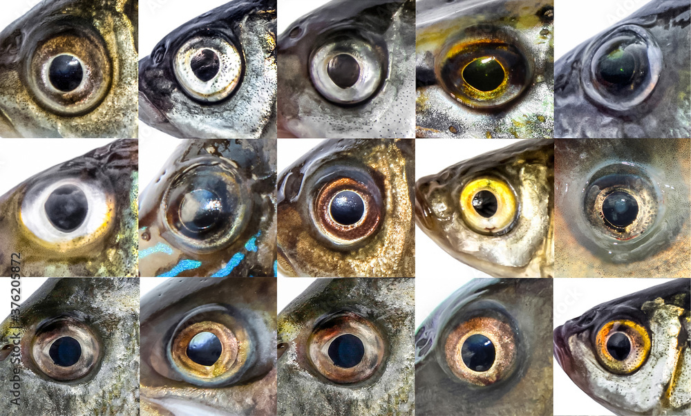 Fototapeta premium Fish eye lively fresh. Fisheye set