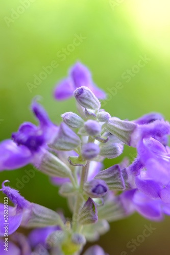 beautiful blue flower wallpaper background  macro flower and blurred