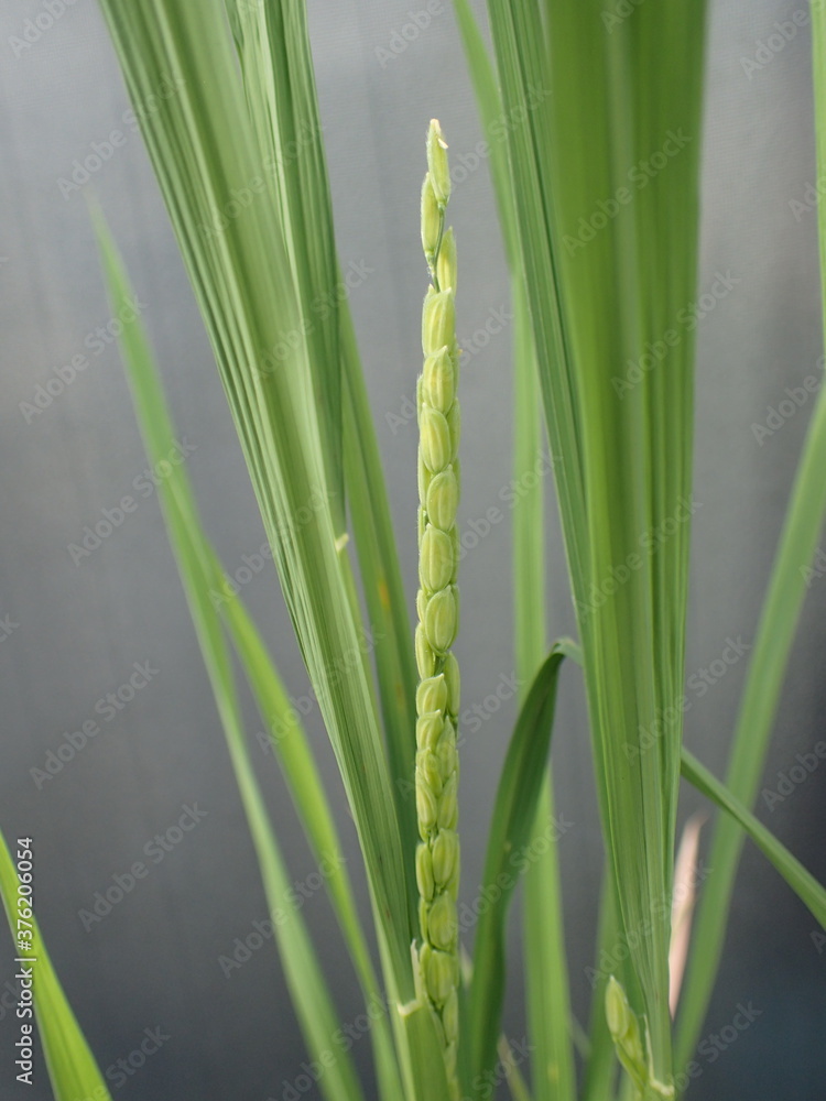 開花直前の稲穂ー開花の日の朝の稲穂 開花直前の稲穂ー開花の日の朝の稲穂
