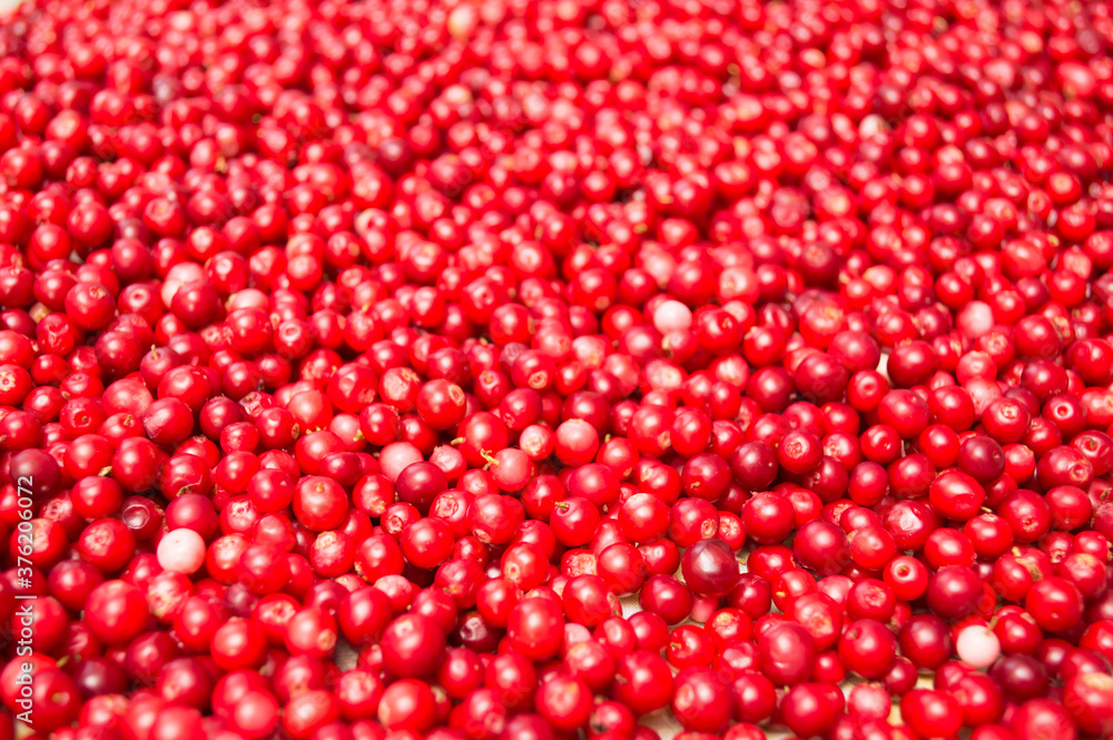 Lingonberry background. Top view. Red fresh background. Lingonberry background. Top view. Red fresh background.
