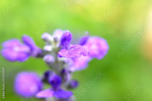 beautiful blue flower wallpaper background  macro flower and blurred
