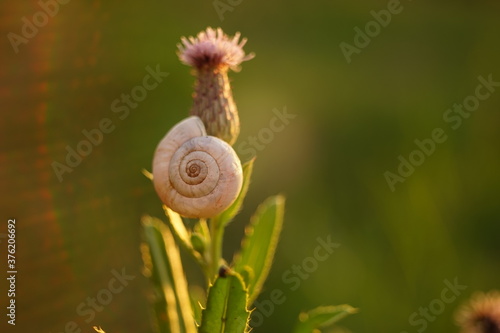 White snail shell on the green leaf in the summer field