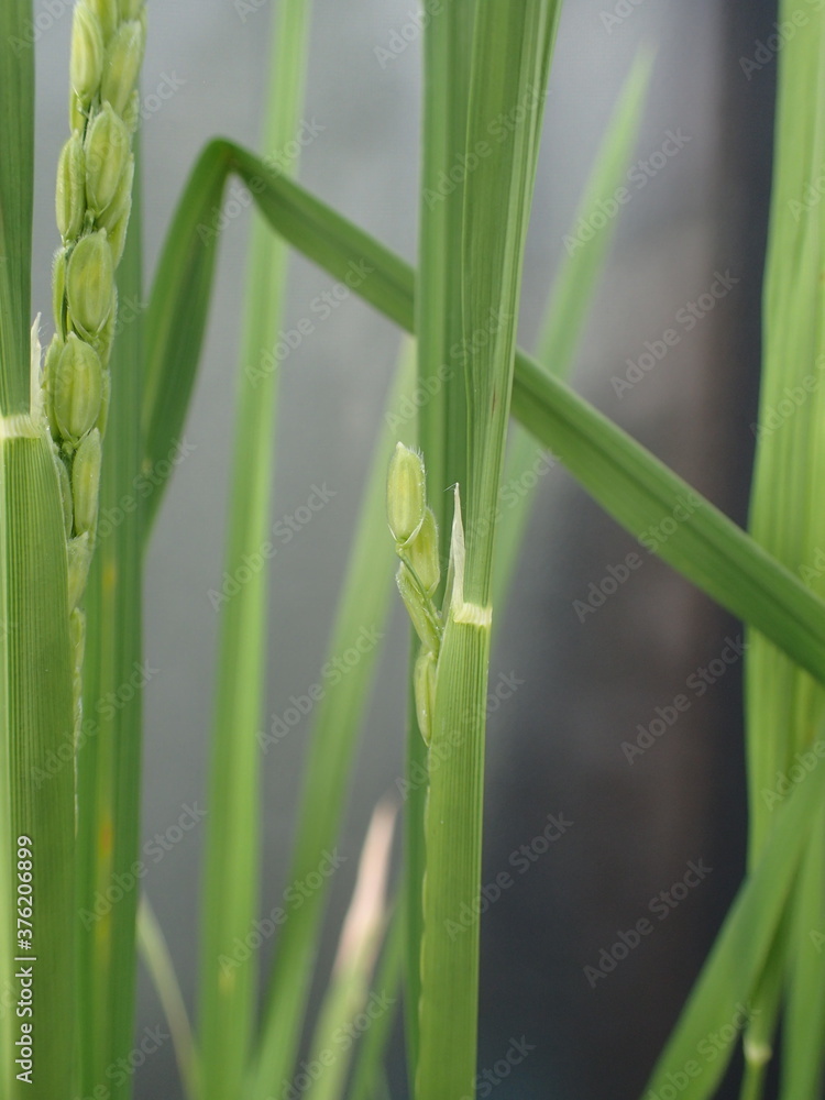 Fototapeta premium 開花直前の稲穂ー開花の日の朝の稲穂