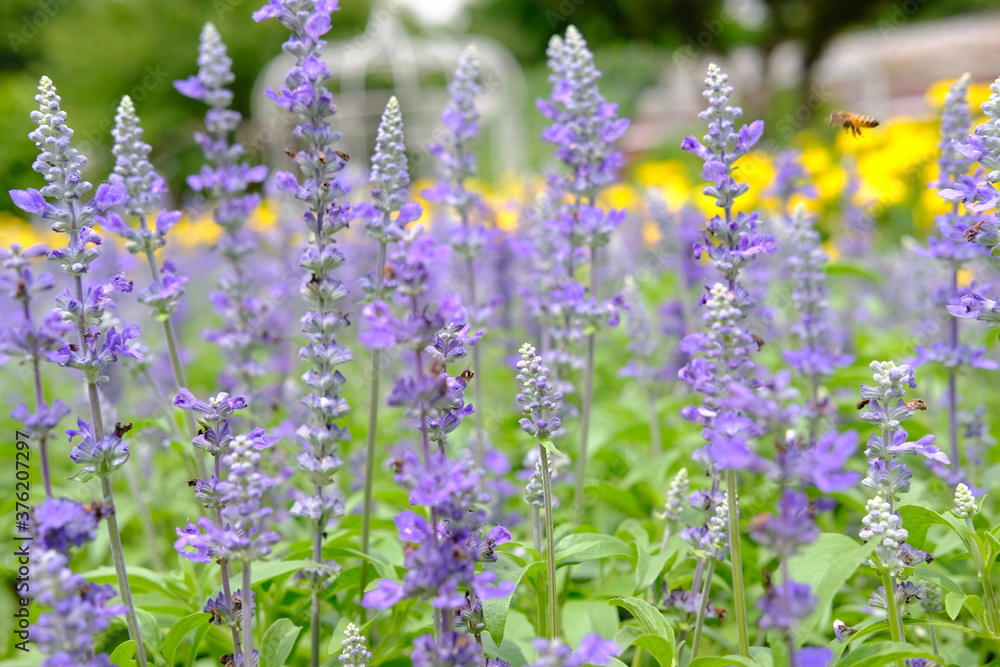 Fototapeta premium lavender field in provence