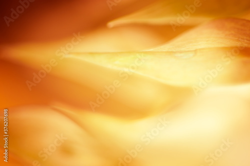 Autumn blurred nature background. Silhouettes of plants against sunset backgr...