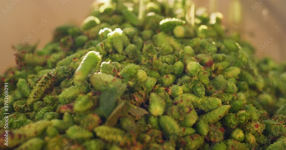Close up shot of biological raw hop flowers are harvested directly from plant in industrial container used for high quality beer production in ecological craft brewery. Close up shot of biological raw hop flowers are harvested directly from plant in industrial container used for high quality beer production in ecological craft brewery.
