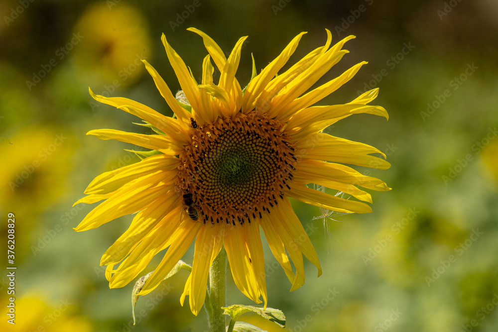 Fototapeta premium Natur 