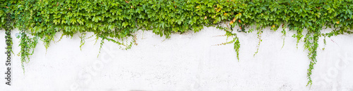 Fotografia, Obraz ivy isolated on a white background.