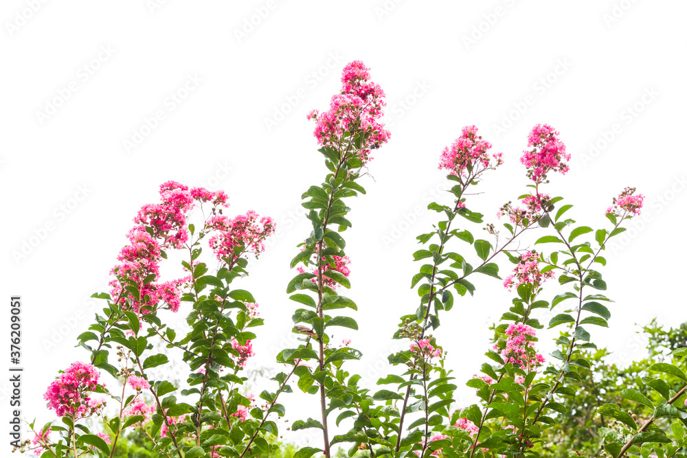 crepe myrtle flowers isolated on white crepe myrtle flowers isolated on white