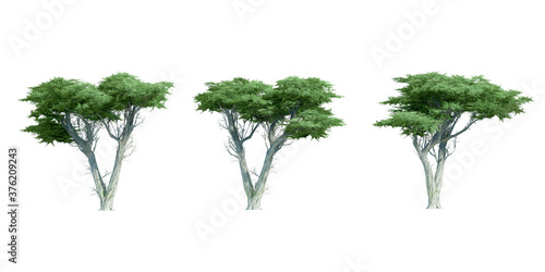 Collection of 3D monterey cypress trees isolated side view on white background photo