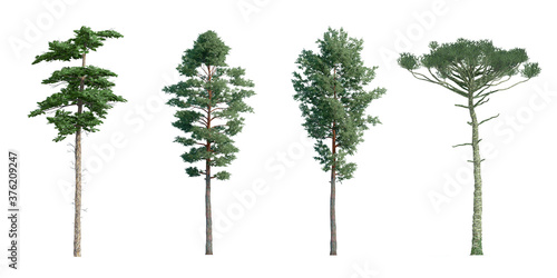 Set of 3D coniferous Trees Isolated on white background