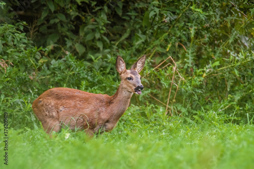 a young female deer on a green meadow © Mario Plechaty