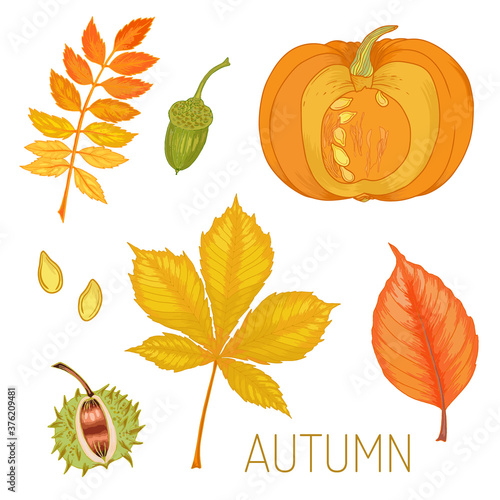 Fototapeta Naklejka Na Ścianę i Meble -  Vector watercolor illustration of various autumn leaves and pumpkin. Beautiful bouquet of yellow and red leaves, branches.	