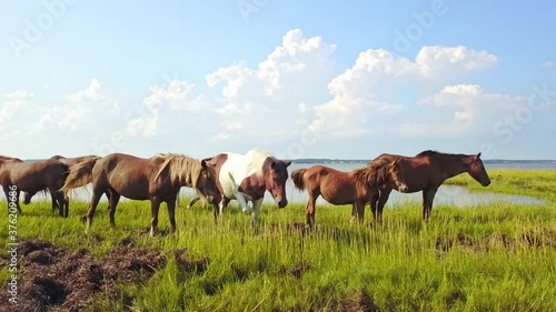 Wild horses grazing in a field of green with the ocean in Assateague Island