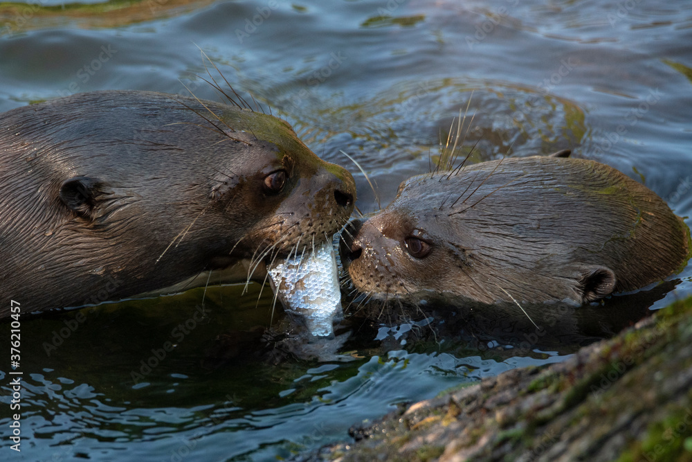Obraz premium Give me a kiss. I`ll give you a fish - A giant otter Pteronura brasiliensis