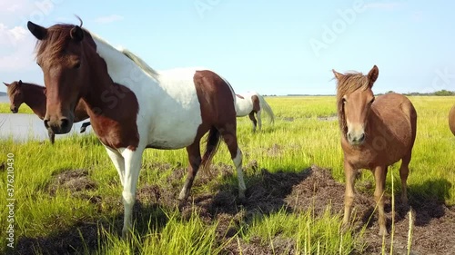 Wild horses grazing in a field of green with the ocean in Assateague Island