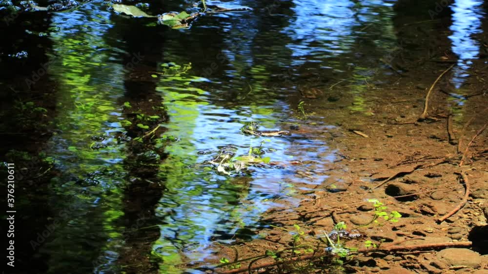 爽やかな森林 透明な湧き水 爽やかな森林 透明な湧き水