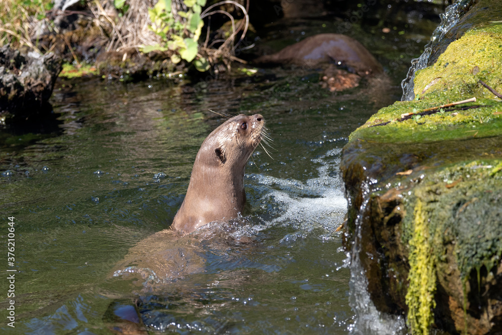 Fototapeta premium The detail of gazing giant otter (Pteronura brasiliensis). 