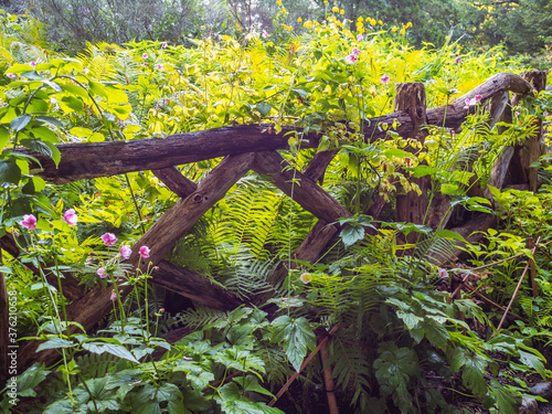 Shakespeare Garden in Central Park