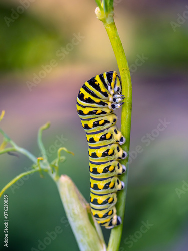 Monarch butterfly,Danaus plexippus caterpillar