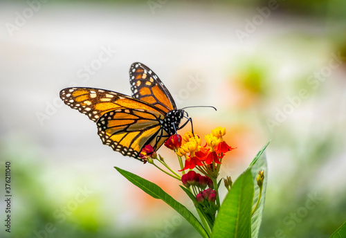 Monarch butterfly,Danaus plexippus