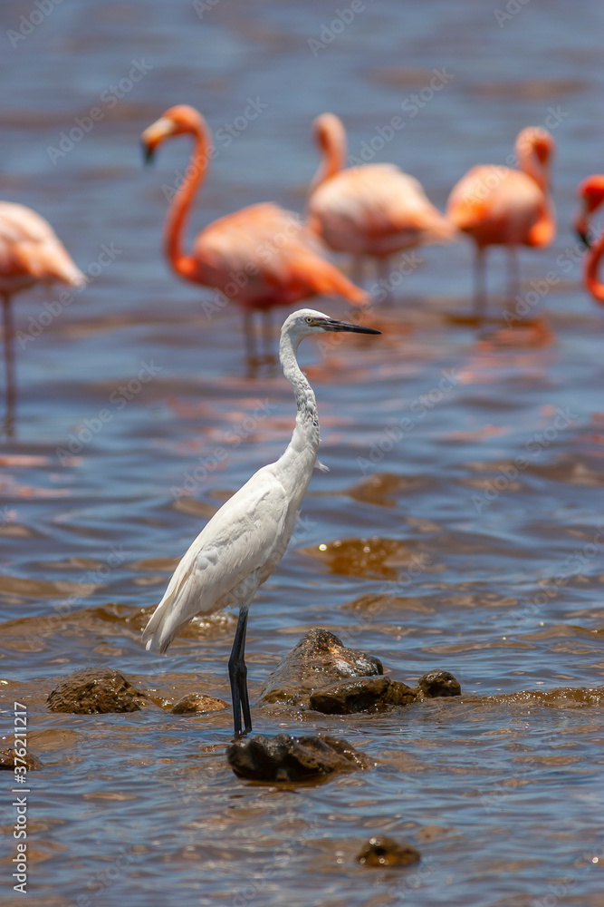 Obraz premium great egret,Ardea alba, egret