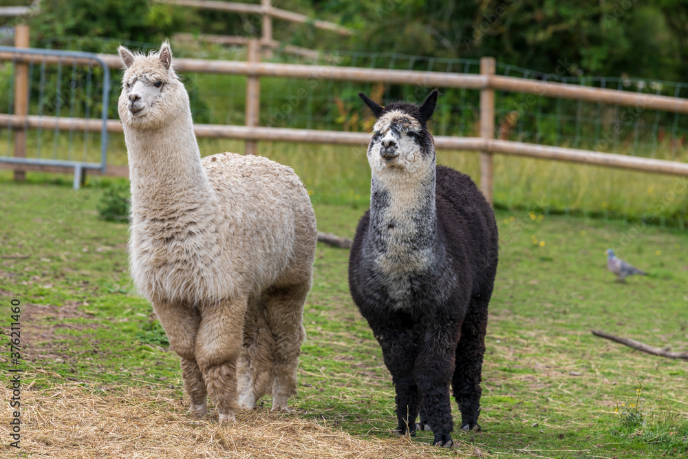 The beautiful Alpacas roaming the field, George Mead memorial stables, Welling, London The beautiful Alpacas roaming the field, George Mead memorial stables, Welling, London