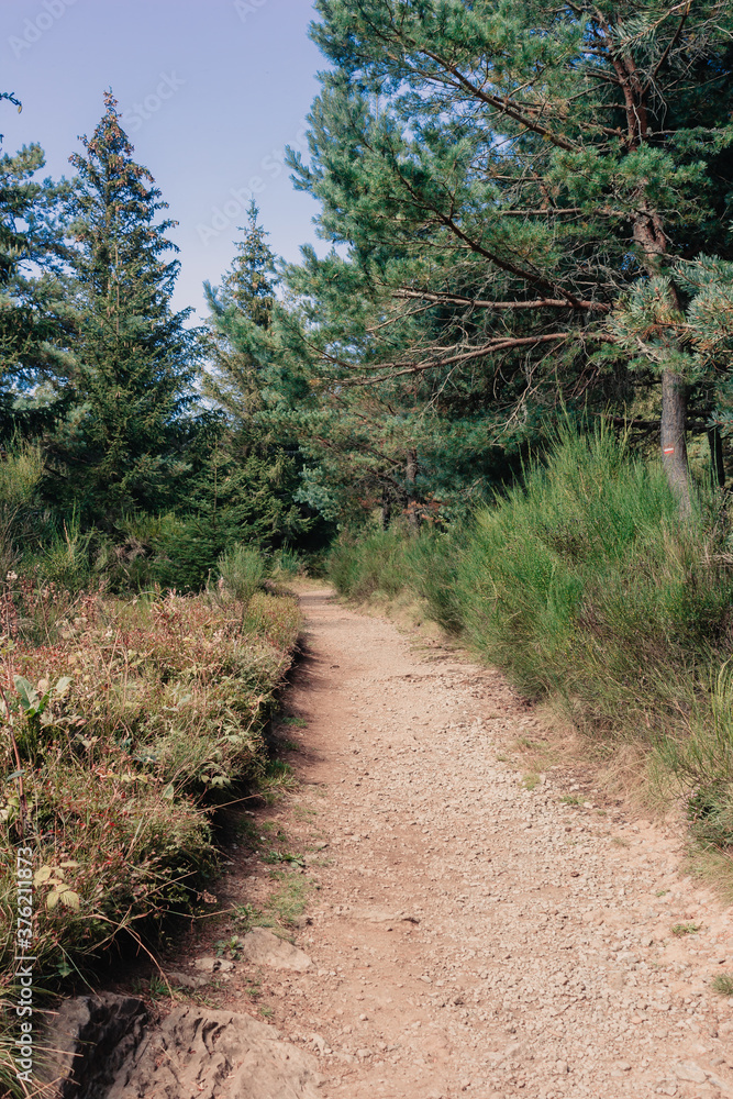 Fototapeta premium path in the woods