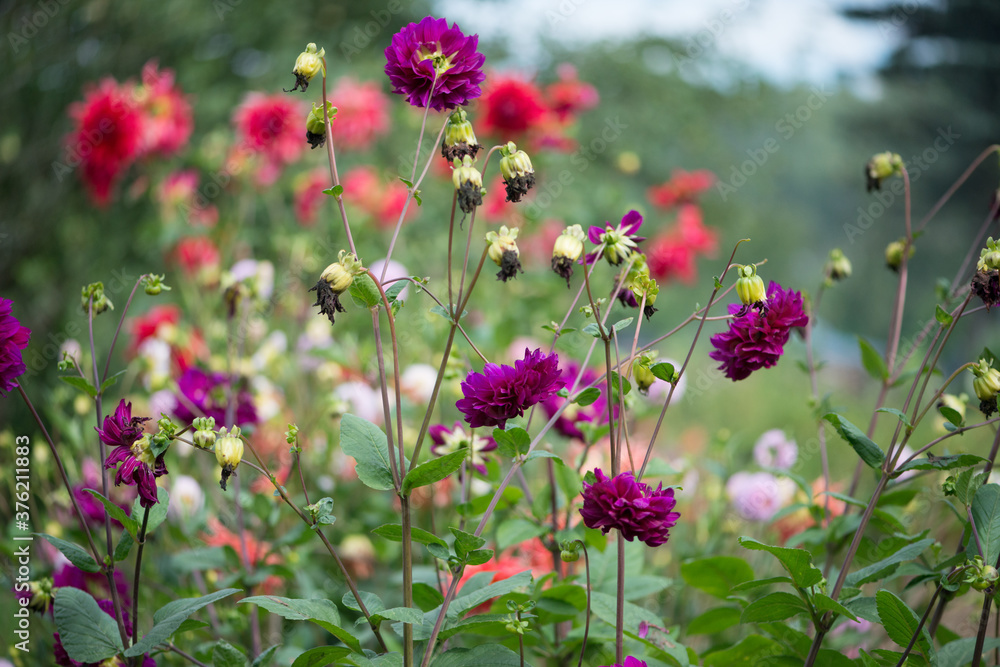 Colorful Dahlia flowers in the garden