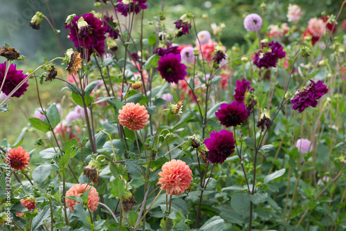 Colorful Dahlia flowers in the garden