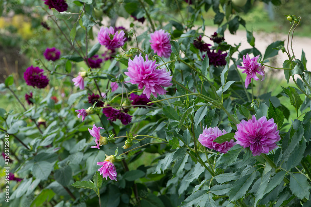 Fototapeta premium Colorful Dahlia flowers in the garden