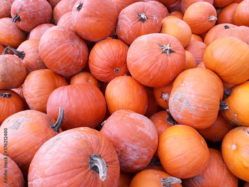 Gelb Rote Kürbisse Hintergrund Kürbis Halloween Gelb Rote Kürbisse Hintergrund Kürbis Halloween