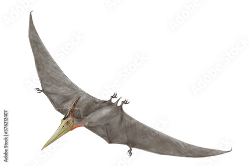 Fototapeta Naklejka Na Ścianę i Meble -  プテラノドン　翼竜類の中では最もよく知られている。後頭部の鶏冠が大きく後方にせり出した種類が昔から映画や書物に使用され、古代生物の中ではティラノサウルスと並んで有名といえる。プテラノドンはいくつかの小種名が付いた異種が存在するが、この画像はロンギケプスという小種名を持つ典型。白亜紀後期の空を滑空した。魚食性の空飛ぶ爬虫類。インゲンスはこのロンギケプスと同種廃名。