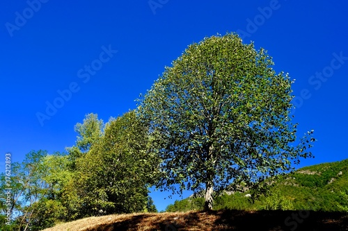 ARBRES FORET DE SAOU DRÔME photo