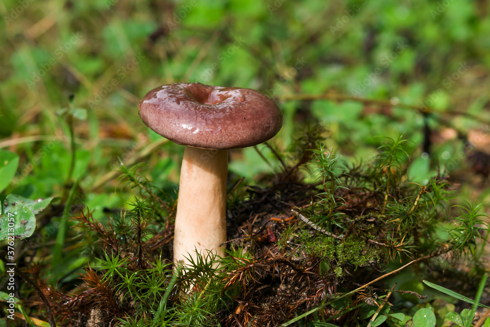 Conditionally edible mushroom Milkweed (lat. Lactarius blennius) family grows in autumn and summer in green grass and moss